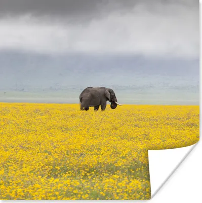 Produktbild von MuchoWow® Poster Elefant in einem gelben Blumenfeld 75x75 cm - Wand Dekoration