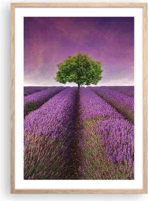 Produktbild von Gerahmtes Poster - Rahmen in heller Eiche - Wiese lavenda Sommer Landschaft - 50x70 cm - Wand Bild - Wanddeko - Wandbilder - Wandposter - Bilderrahmen - Bilder - Kunstdruck - P2NPA50x70-2605