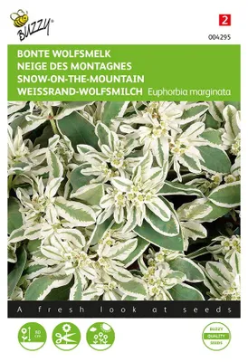 Produktbild von Weissrand-Wolfsmilch | Blumensamen von Buzzy Seeds