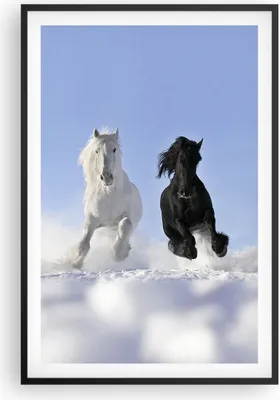 Produktbild von Gerahmtes Poster - Schwarzer Rahmen - Tiere Schönheit Wettbewerb - 61x91,5 cm - Wand Bild - Wanddeko - Wandbilder - Wandposter - Bilderrahmen - Bilder - Kunstdruck - Wandbild - P2BPA61x91-2179