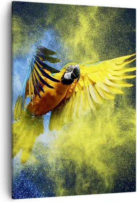 Produktbild von Bild auf Leinwand - Leinwandbild - Einteilig - Papagei Vogel Feder - 50x70cm - Wand Bild - Wanddeko - Wandbilder - Leinwanddruck - Wanddekoration - Leinwand bilder - Wandbild - PA50x70-3666