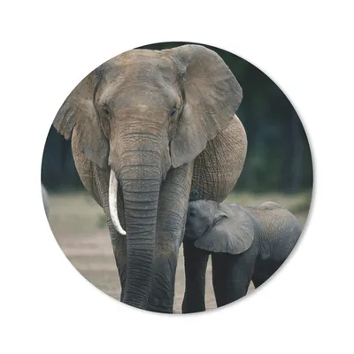Produktbild von MuchoWow® Mauspad Mousepad Elefant - Tiere - Flachland - Natur 20x20 cm - Mousepads - Maus Mat - Pad - Mausunterlage - Schreibtischmatte