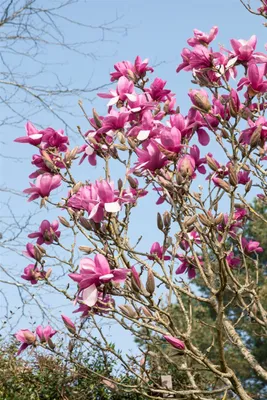 Produktbild von Magnolia denudata 'Festirose', Magnolie, rosa Blüten, 50–60 cm