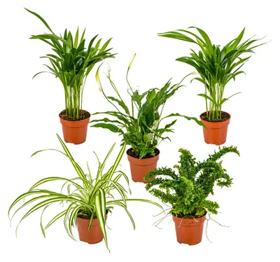 Produktbild von 5er-Mix Dracaena/Dypsis/Chamaedorea/Chlorophytum/Asplenium, 20-40 cm