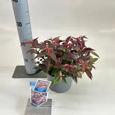 Image de Leucothoe « Lovita » - Myrte à grappes | 25-30 cm en pot