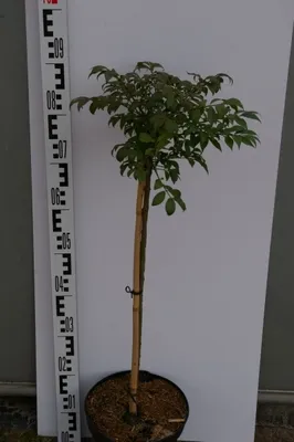 Produktbild von Euonymus alatus Compactus - Korkflügelstrauch Compactus - Hochstamm