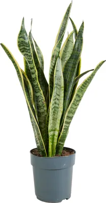 Produktbild von Bloomique - Sansevieria Laurentii - Bogenhanf - Sukkulenten - Zimmerpflanzen - Sehr Pflegeleicht - Höhe 30-40 cm - Topf 12 cm