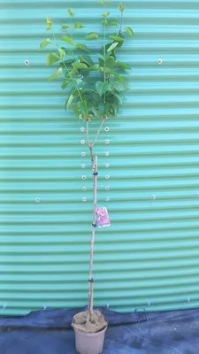 Obrázek produktu pro Syringa vulgaris 'Sensation' – šeřík obecný | 100 cm v květináči