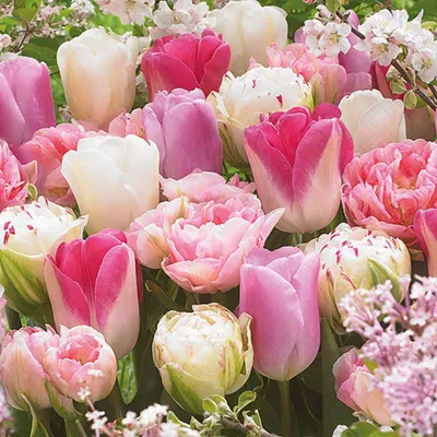 Produktbild von Servietten 33x33 cm - Pink tulips