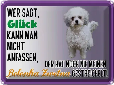 Produktbild von vianmo Blechschild 30x40 cm Glück anfassen Bolonka Zwetna Hund