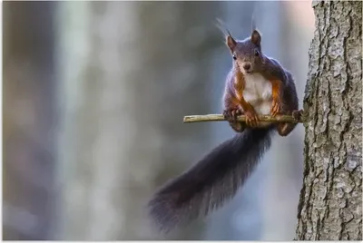 Produktbild von MuchoWow® Poster Waldtier - Eichhörnchen - Äste 180x120 cm - Fotoplakat