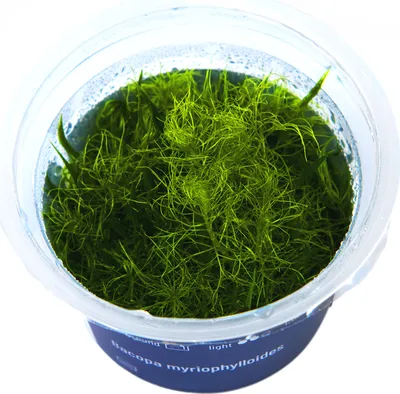 Produktbild von Bacopa myriophylloides In-Vitro Cup algen- und schneckenfrei