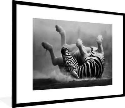 Produktbild von MuchoWow® Gerahmtes Poster Zebra - Tiere - Schwarz - Weiß 80x60 cm - Poster mit Schwarzem Bilderrahmen Wandposter Rahmen Foto Bilder - Schlafzimmer-Dekorationen - Fotoposter