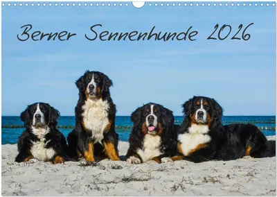 Produktbild von Berner Sennenhund 2026 (Wandkalender 2026 DIN A3 quer), CALVENDO Monatskalender