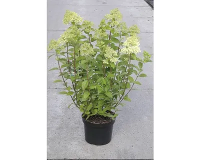 Produktbild von Rispenhortensie FloraSelf Hydrangea paniculata 'Limelight' H 50-60 cm Co 5 L