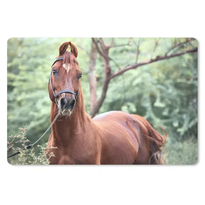 Produktbild von MuchoWow® Schreibtischunterlage Pferd - Wald - Halfter 60x40 cm - XXL Mauspad - Großes Mauspad