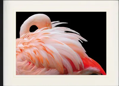 Zdjęcie produktu dla Flamingi Oprawiony Obraz Z Eleganckim Passepartout | Wall Art | W Ramie Obrazu - Flaming Z Pięknymi Piórami (60 x 80 cm)