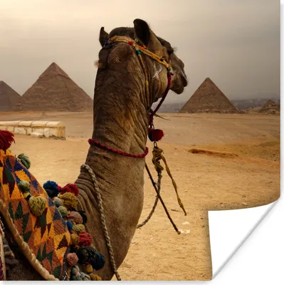 Produktbild von MuchoWow® Poster Ägypten - Kamel - Pyramide 100x100 cm - Babyzimmer