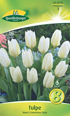 Artikelbild 2 von 'Tulpe botanisch Weiß (6 Stück)' aus der Kategorie Tulpenzwiebeln