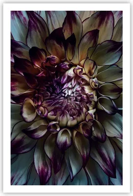 Produktbild von Poster - Poster ohne Rahmen - Blätter Agave Blume - 61x91,5 cm - Wand Bild - Wanddeko - Wandbilder - Kunstposter - Wandposter - Bilder - Kunstdruck - Wanddekoration - Wandbild - P2XPA61x91-5122