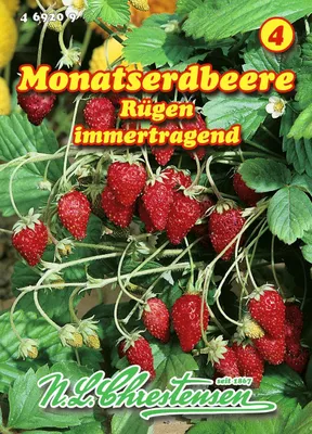 Produktbild von Monatserdbeere Rügen | Erdbeersamen von N.L. Chrestensen