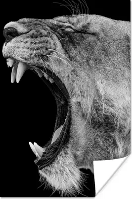 Produktbild von MuchoWow® Poster Tiere - Löwe - Schwarz - Weiß - Porträt 80x120 cm - Papierdruck