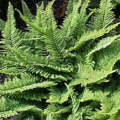 Produktbild von 6 x Weicher Schildfarn - Polystichum setiferum  | Topf 9cm x 9cm