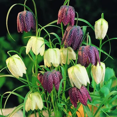 Obrázok produktu pre Čučoriedka - 10 x Fritillaria meleagris