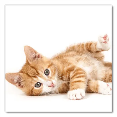 Produktbild von Wallario selbstklebende Möbelfolie/ Tischdecke für Innen und Außen, Größe: 60 x 60 cm - Süße Katze mit großen Augen - rot weiß getigert