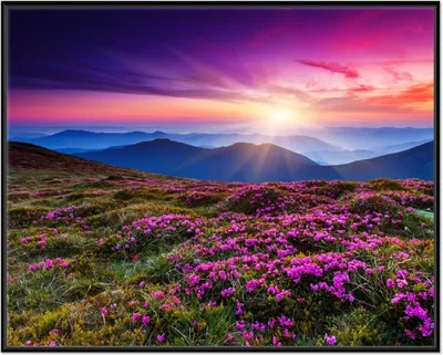 Produktbild von Wallario Wandbild Blumenbedeckte Wiese bei Sonnenuntergang, Größe: 40,30 x 50,30 cm, Poster mit schwarzem Aluminiumrahmen