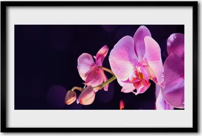 Produktbild von Bild 60x40 MDF-Rahmen Wandkunst Blumen Pflanzen