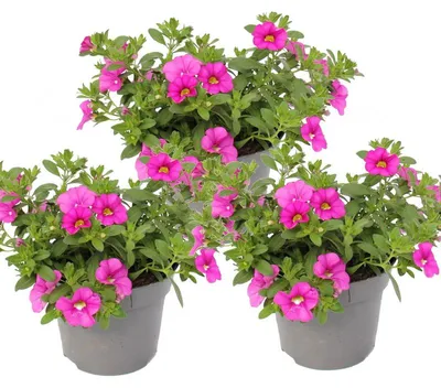 Produktbild von Zauberglöckchen - Minihängepetunie - Calibrachoa - 12cm Topf - Set mit 3 Pflanzen - rosa
