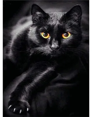 Immagine prodotto di Pittura diamante Gatto nero 30x40 cm
