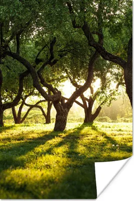 Produktbild von MuchoWow® Poster Bäume - Natur - Sonne 20x30 cm - Papierdruck
