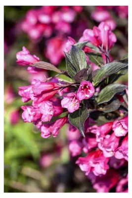 Produktbild von Weigela florida 'Victoria' 60–80 cm – Winterhart, mehrjährig, pflegeleicht – Weigelie – Heckenpflanze für Garten und Sichtschutz