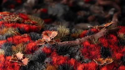 Immagine prodotto di GamersGrass GGA-BM, Rosso, 70 pezzi