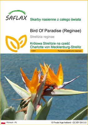 Zdjęcie produktu dla SAFLAX - Bird Of Paradise (Reginae) - 5 Nasiona - Strelitzia reginae