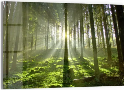 Produktbild von DEQORI Glasbild Echtglas 90x60 cm 'Waldlichtspiele' Wandbild Bild modern Deko