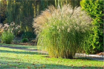 Produktbild von Stauden Gänge 3 x Miscanthus sinensis 'Federweißer' im 1 Liter Topf - Weißes Chinaschilf - Ein Hauch von Anmut in silbrigem Weiß - Winterhart