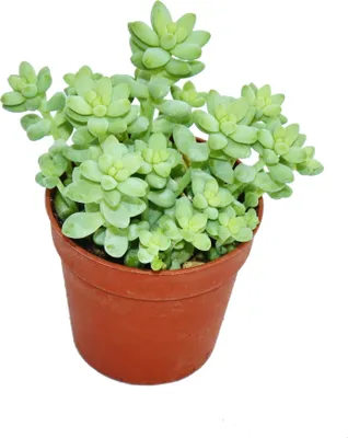 Produktbild von Sedum morganianum burritum - opičia hojdačka - črepník 5,5 cm