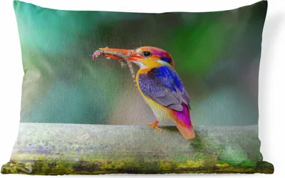 Produktbild von MuchoWow® Outdoor Kissen - Eisvogel - Eidechse - Äste - 50x30 cm - Wetterfest - Lounge Kissen - Sofa kissen - Wohnzimmer Dekoration