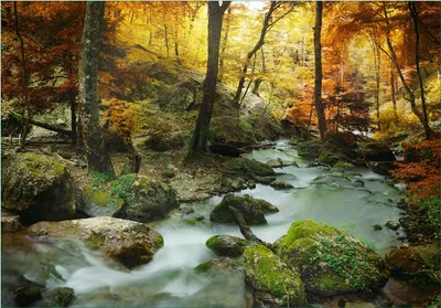 Produktbild von Wallario Fototapete Vliestapete, seidenmatte Oberfläche, einfache Verarbeitung, Größe 200 x 140 cm, Motiv Wasserfall mit moosbedeckten Steinen im Herbstwald