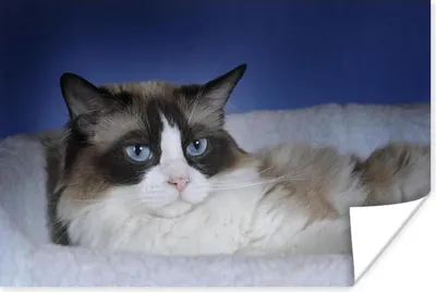Produktbild von MuchoWow® Poster Liegende schwarz-weiße Ragdoll-Katze 60x40 cm - Schlafzimmerdekoration