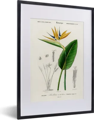 Produktbild von MuchoWow® MuchoWow® Gerahmtes Poster Pflanze - Vintage - Blatt 30x40 cm - Poster mit zchwarzem Bilderrahmen - Wandposter Schlafzimmer