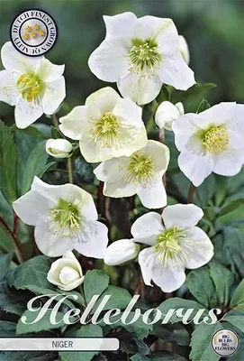 Artikelbild 2 von 'Schneerose (1 Stück)' aus der Kategorie Error: No identifier specified