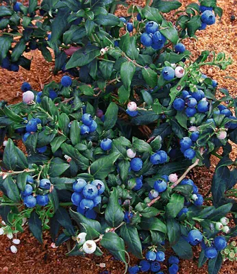 Produktbild von BALDUR Garten 1x Heidelbeere 'Hortblue', Pflanze im 2 Liter-Topf, Vaccinium corymbosum, Blaubeeren Heidelbeeren Pflanze, Hortblue Petite, 2x tragend, winterhart, reiche Ernte an essbaren Früchten