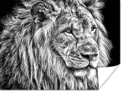 Produktbild von MuchoWow® Poster Porträt - Löwe - Schwarz - Weiß 120x90 cm - Wandbild