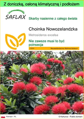 Zdjęcie produktu dla SAFLAX - Garden to go - Choinka Nowozelandzka - 300 Nasiona - Z doniczką, pokrywą klimatyczną i podłożem do uprawy - Metrosideros excelsa