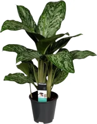 Produktbild von Aglaonema Greenlight Kolbenfaden Zimmerpflanze Ø17cm Höhe 60cm Pflegeleicht