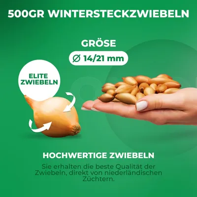 Productafbeelding van Stekui (Shakespeare) (500 gram) - Winterharde lente-uien - Hoge kwaliteit uit Nederland (geen zaden) - Milde, licht pittige groente-ui - Stekui grootte 14 - 21 mm